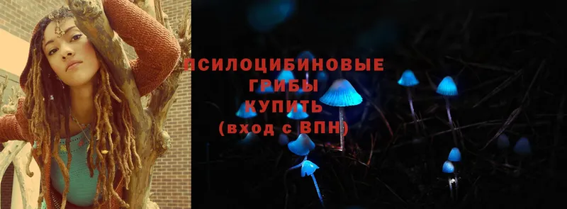 Псилоцибиновые грибы MAGIC MUSHROOMS  где купить наркоту  Прохладный 